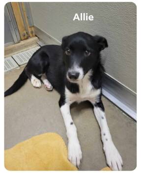 Rescue Border Collie and Basenji Dogs for Adoption in Bartlesville, Oklahoma - Allie | PetCurious
