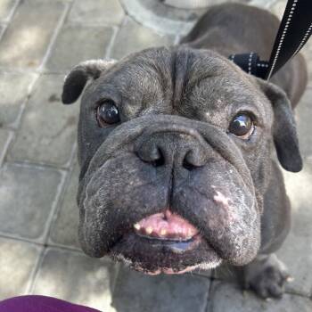 English Bulldog Dogs Available for Adoption in Chico, California - BORRIS | PetCurious
