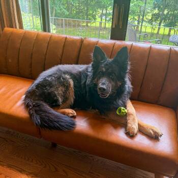 Rocco -  German Shepherd Dog Dog for Adoption in Millburn, New Jersey - Rocco | PetCurious