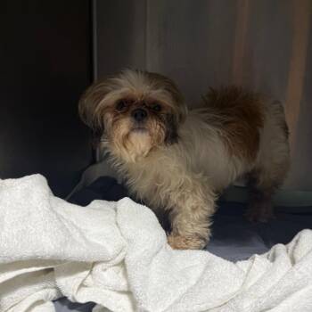 Debacle -  Shih Tzu Dog for Adoption in Savannah, Georgia - Debacle | PetCurious