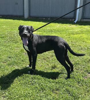 Pawsley -  Terrier Dog for Adoption in Evansville, Indiana - Pawsley | PetCurious