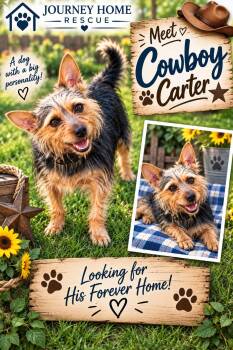 Cowboy Carter -  Yorkshire Terrier Dog for Adoption in East Wenatchee, Washington - Cowboy Carter | PetCurious