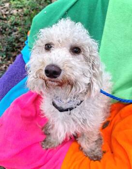 Matias BR14535-T -  Poodle Dog for Adoption in Missouri City, Texas - Matias BR14535-T | PetCurious
