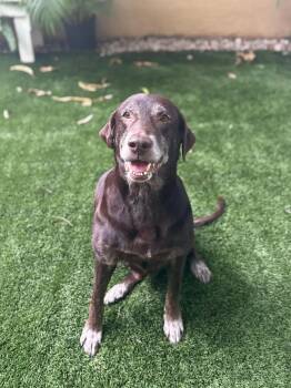 Labrador Retriever Dogs Available for Adoption in Sunrise, Florida - Lincoln | PetCurious