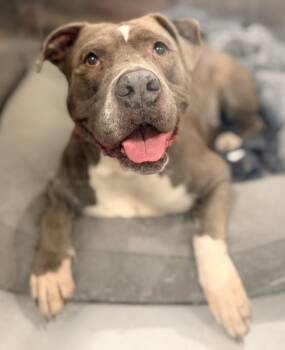 Mixed Breed Dogs Available for Adoption in Brooks, Maine - Pearl | PetCurious