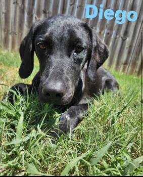Diego -  Labrador Retriever Dog for Adoption in Beverly Hills, California - Diego | PetCurious