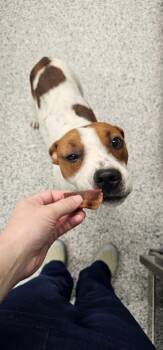 Marge -  Terrier Dog for Adoption in Athens, Tennessee - Marge | PetCurious
