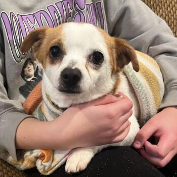 Chihuahua and Mixed Breed Dogs Available for Adoption - Taz | PetCurious