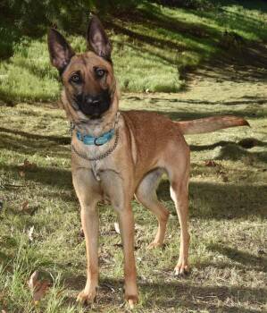 Belgian Shepherd Malinois Dogs Available for Adoption in Newport Beach, California - Sandy | PetCurious