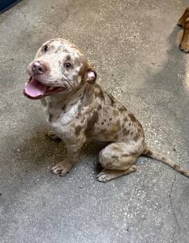 Mixed Breed Dogs Available for Adoption in Ocala, Florida - Zoomer | PetCurious
