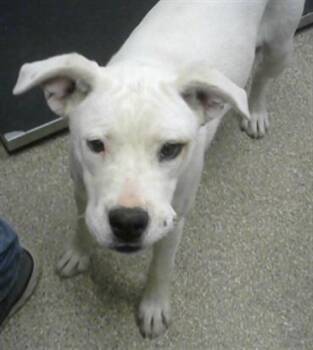 Rescue Pit Bull Terrier and Mixed Breed Dogs for Adoption in Albuquerque, New Mexico - BEYONCE | PetCurious