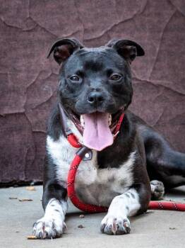 Branwen-IN FOSTER -  Mixed Breed Dog for Adoption in Chamblee, Georgia - Branwen-IN FOSTER | PetCurious