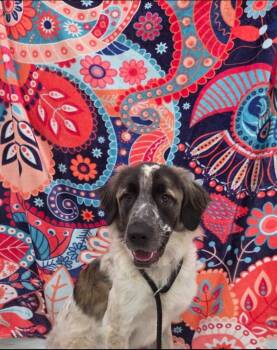 Coal -  Anatolian Shepherd Dog for Adoption in Brookings, Oregon - Coal | PetCurious