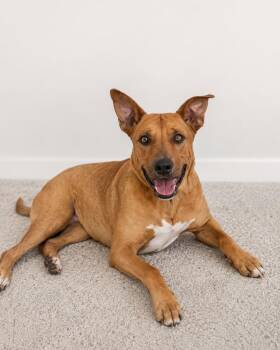 Skubidoo -  German Shepherd Dog Dog for Adoption in Carson City, Nevada - Skubidoo | PetCurious