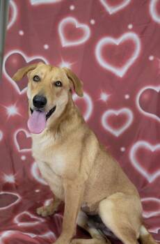 German Shepherd Dog Dogs Available for Adoption - Ezra | PetCurious