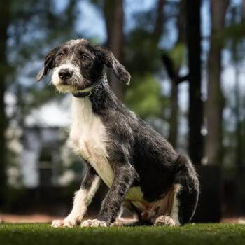 West -  Wirehaired Terrier and Mixed Breed Dog for Adoption in Jupiter, Florida - West | PetCurious