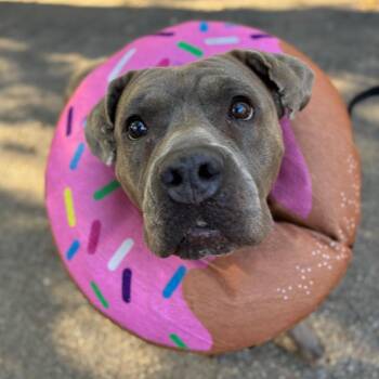 Sasha -  American Staffordshire Terrier Dog for Adoption in Providence, Rhode Island - Sasha | PetCurious