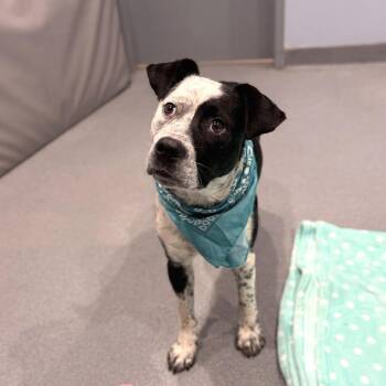 Jack -  Mixed Breed Dog for Adoption in Canal Winchester, Ohio - Jack | PetCurious