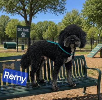 Bernadoodle Dogs Available for Adoption in Wheelersburg, Ohio - Remy | PetCurious