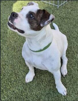 French Bulldog and Boston Terrier Dogs Available for Adoption in Cranbrook, British Columbia - Dexter | PetCurious