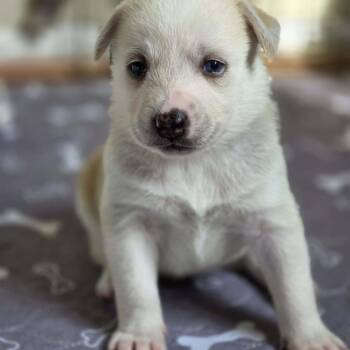 Chihuahua and Cardigan Welsh Corgi Dogs Available for Adoption - Jessie | PetCurious