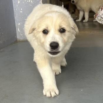 Shepherd Dogs Available for Adoption - HURRICANE | PetCurious