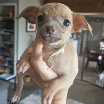 Crescent -  Chihuahua Dog for Adoption in Tomah, Wisconsin - Crescent | PetCurious