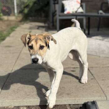 Spencer -  Labrador Retriever and Australian Cattle Dog Blue Heeler Dog for Adoption in Amarillo, Texas - Spencer | PetCurious