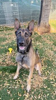 NIKO -  German Shepherd Dog and Belgian Shepherd Malinois Dog for Adoption in Fremont, California - NIKO | PetCurious