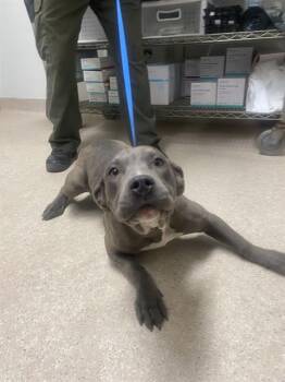 Pit Bull Terrier Dogs Available for Adoption in Thousand Oaks, California - Fergie - URGENT AND AT RISK | PetCurious