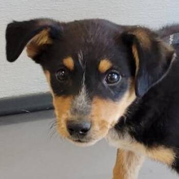 Mixed Breed Dogs Available for Adoption in Las Cruces, New Mexico - Reeses | PetCurious