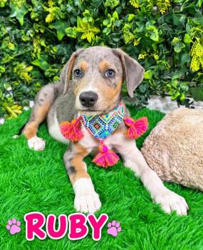 Ruby -  Catahoula Leopard Dog Dog for Adoption in Lucas, Texas - Ruby | PetCurious