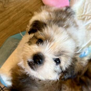 Penny -  Shih Tzu Dog for Adoption in Sonoma, California - Penny | PetCurious