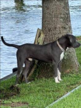Vilmer -  Pit Bull Terrier Dog for Adoption in Sedalia, Colorado - Vilmer | PetCurious