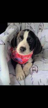 Aurora -  Labrador Retriever and Standard Poodle Dog for Adoption in Sanford, Florida - Aurora | PetCurious