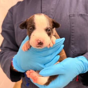 Cattle Dog and Mixed Breed Dogs Available for Adoption - Cheerios | PetCurious