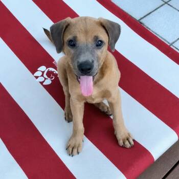 Caroly -  Mixed Breed Dog for Adoption in Pelham, New Hampshire - Caroly | PetCurious