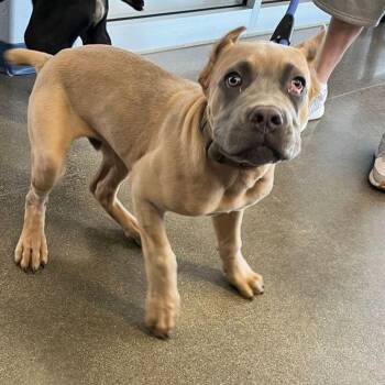 Cane Corso Dogs Available for Adoption in Kingman, Arizona - Crockett | PetCurious