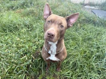 BARNEY -  Staffordshire Bull Terrier and Mixed Breed Dog for Adoption in Houston, Texas - BARNEY | PetCurious
