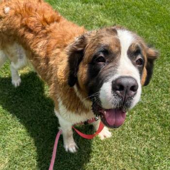 Grace Kelly -  Saint Bernard Dog for Adoption in Campton Hills, Illinois - Grace Kelly | PetCurious