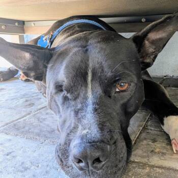 Pit Bull Terrier Dogs Available for Adoption in Pinellas Park, Florida - Noel | PetCurious