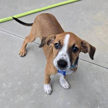 Bouncer -  Boxer and Mixed Breed Dog for Adoption in Freeport, Florida - Bouncer | PetCurious