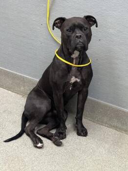 MASON -  Pit Bull Terrier Dog for Adoption in Las Vegas, Nevada - MASON | PetCurious