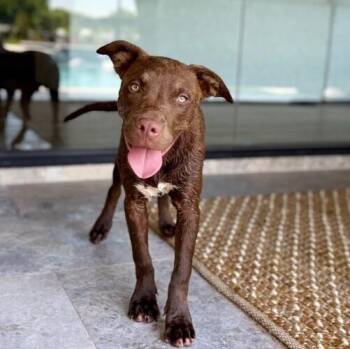 Moose Boone Bay Boy -  Chesapeake Bay Retriever and Pit Bull Terrier Dog for Adoption in Friendswood, Texas - Moose Boone Bay Boy | PetCurious