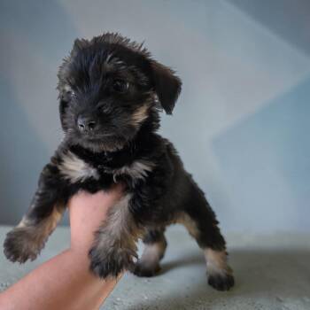 Stevie -  Yorkie Poo Dog for Adoption in San Diego, California - Stevie | PetCurious
