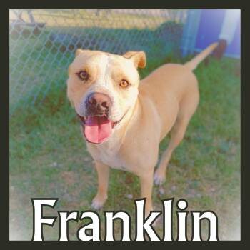 Rescue American Staffordshire Terrier Dogs for Adoption in Aransas Pass, Texas - Franklin | PetCurious