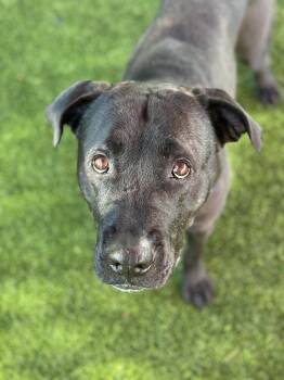 Rescue Black Labrador Retriever Dogs for Adoption in Glendale, Arizona - Katie | PetCurious