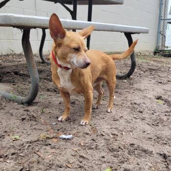 Mixed Breed Dogs Available for Adoption in Englewood, Florida - Flash | PetCurious