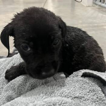 Labrador Retriever Dogs Available for Adoption in Richmond Hill, Georgia - Snow White | PetCurious