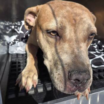 Shayla -  Pit Bull Terrier Dog for Adoption in Philadelphia, Pennsylvania - Shayla | PetCurious